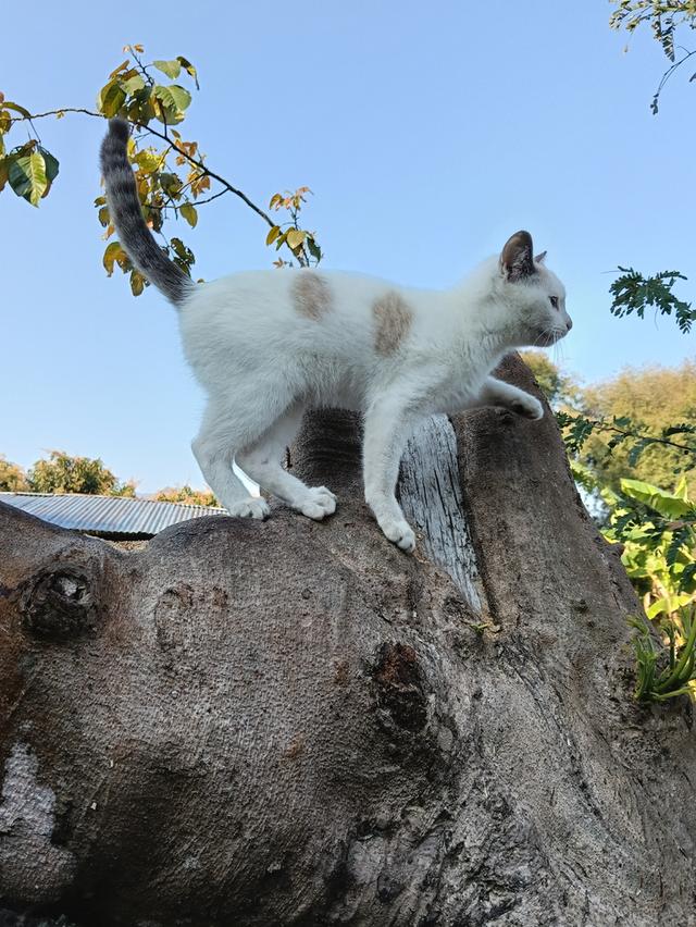 แมวชาย 3 สี ผู้ให้โชคลาภ รูปย่อยที่ 2