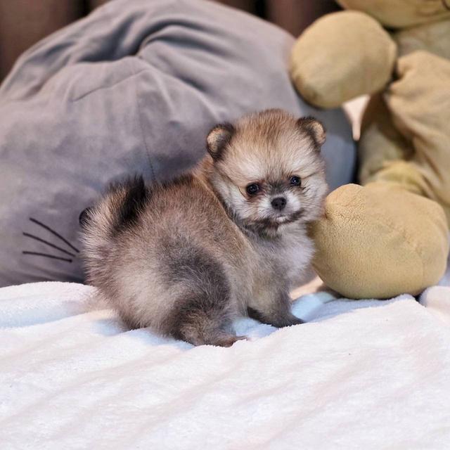 ปอมเมอเรเนียนแท้ ทีคัพ สีส้ม เมีย 6