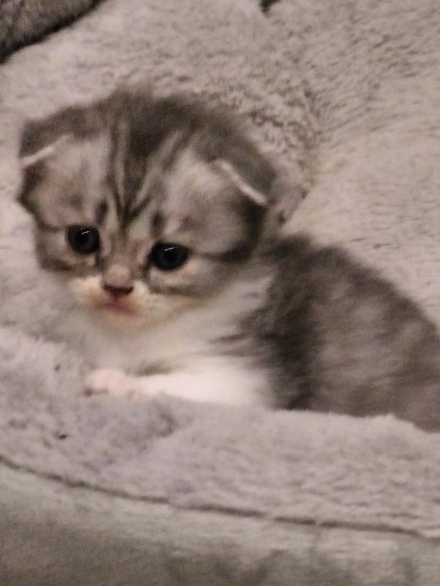 หาบ้านให้น้อง สก็อตติชโฟลด์ รูปที่ 3