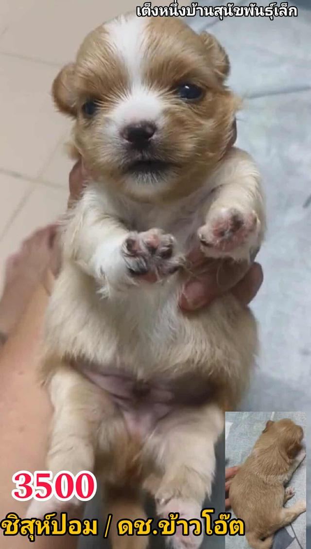 เปิดจอง ชิสุห์ผสม ปอม พุดเดิ้ล ชิวาว่า 16