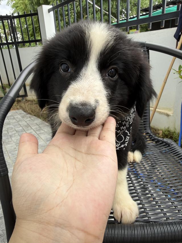 ลูกสุนัขบอร์เดอร์คอลลี่ Bordercollie ราคาแบ่งเลี้ยง 3