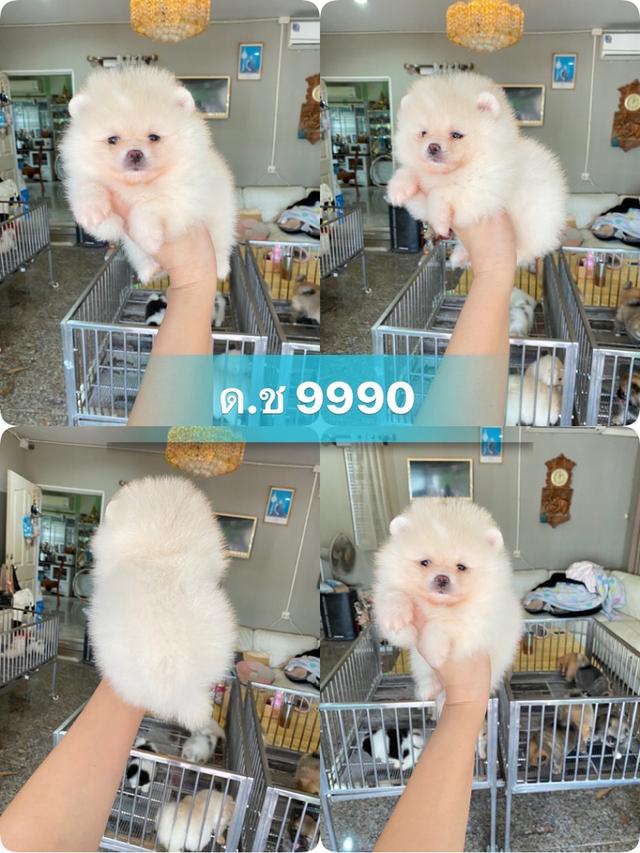 ลูกปอมแท้ อายุ2เดือน พร้อมย้ายบ้าน