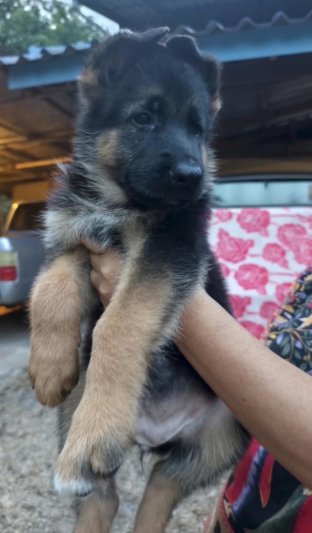 ลูกสุนัขเยอรมันเชพเพิร์ด