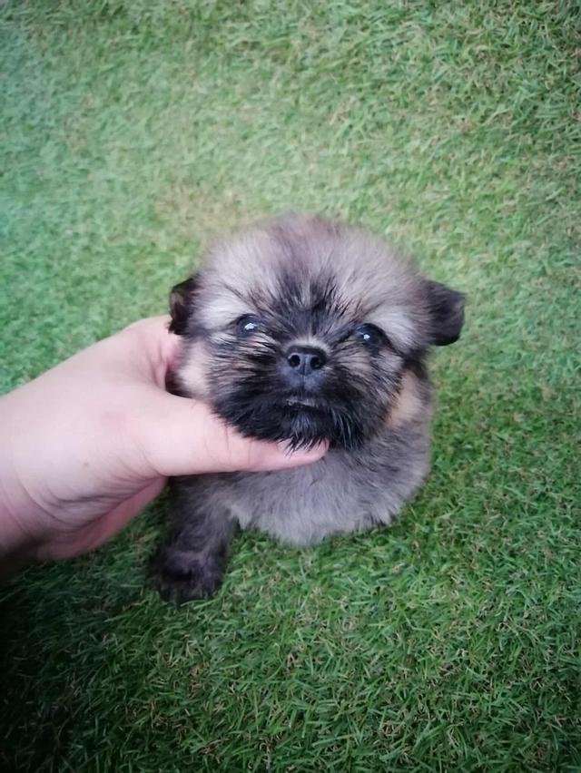 ชิสุห์ปอม ไซส์จิ๋ว 3900 รวมวัคซีน