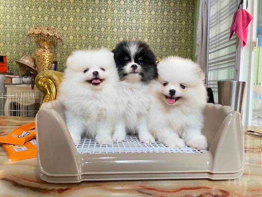ลูกปอมเมอเรเนียนแท้ พร้อมเลี้ยงจ้า  2