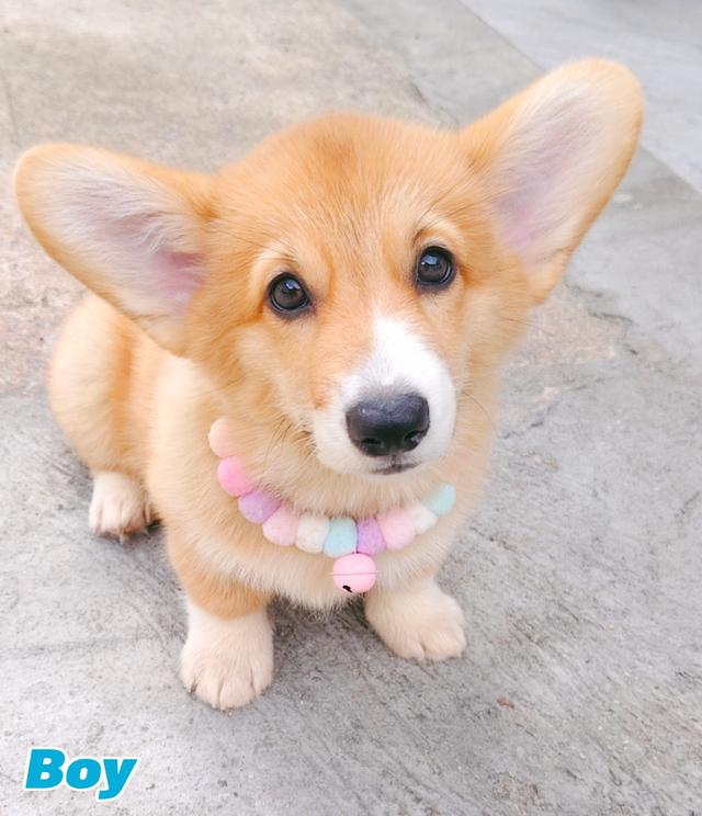 คอร์กี้พร้อมย้ายบ้านครับ