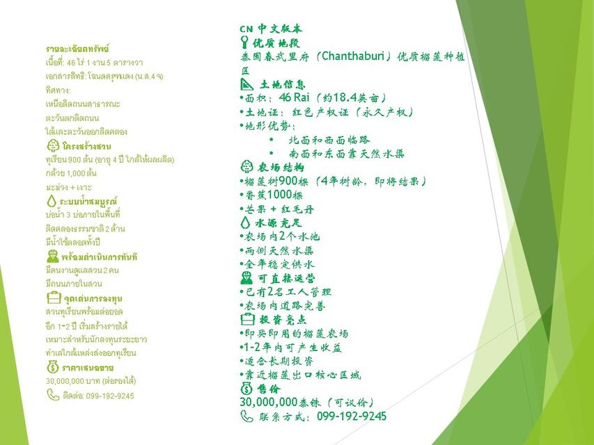 ธุรกิจสวนทุเรียนที่ดินพร้อมสวน 8
