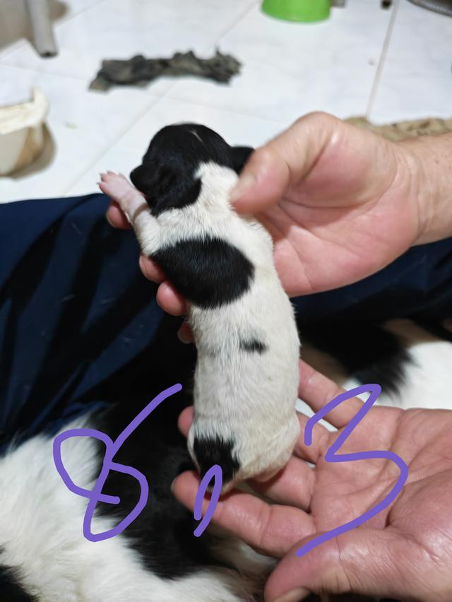 ขายลูกชิวาวา (ลูกหมาเลี้ยงบ้าน) 12