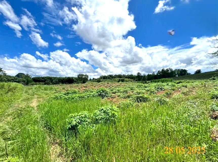  ขายที่ดิน 18 ไร่ วิวภูเขา อ.เวียงชัย จ.เชียงราย ติดห้วยสาธารณะ 5