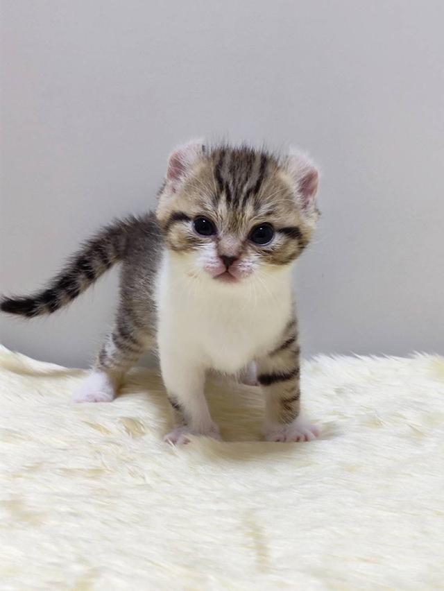 แมว อเมริกันเคิล น้องแมวหูบิน