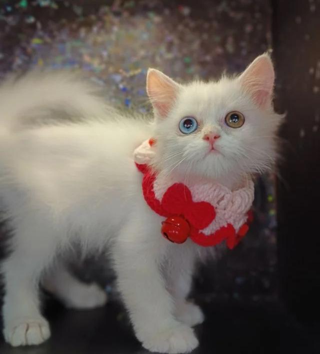 น้องแมวเปอร์เซียสีขาว ตาสองสี 3
