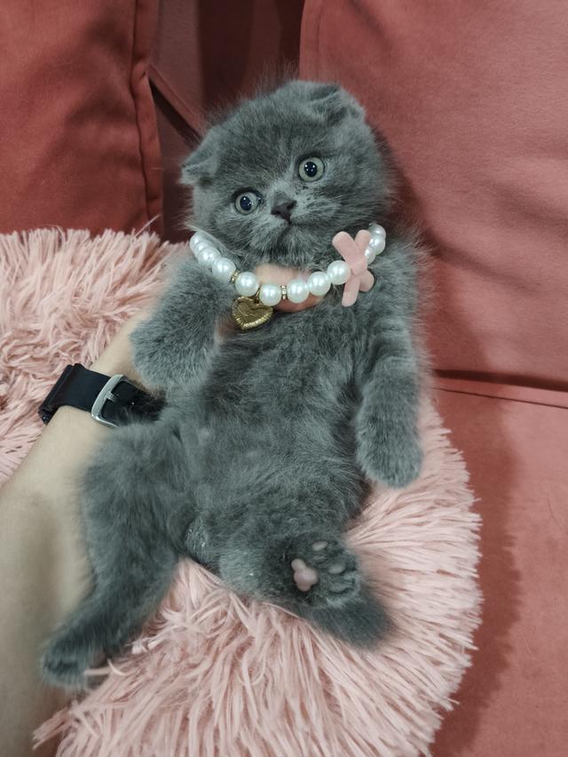 ❌❌ปิดการขาย❌❌เด็กชายหาบ้าน 💒🏡 สีบลูเข้ม😻😻 รูปย่อยที่ 3