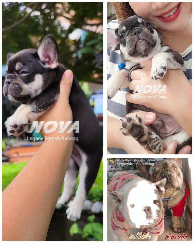 (ได้บ้านแล้ว) NOVA ลูกสุนัขเฟรนช์บูลด็อก
