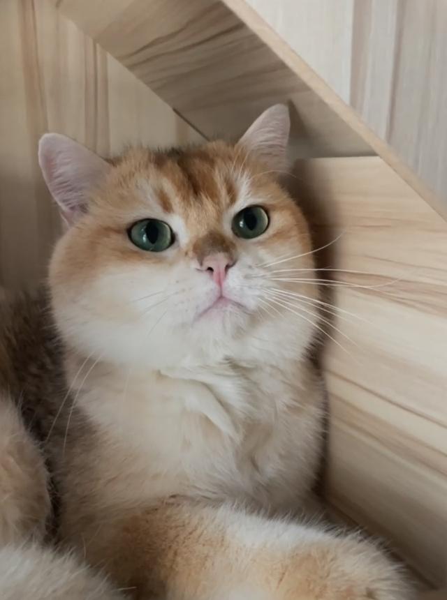พ่อพันธุ์ บริติช แท้