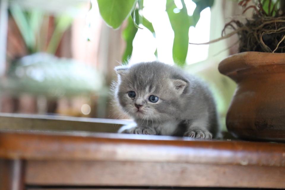 แมวเปอร์เซียผสมบริติช รูปที่ 3