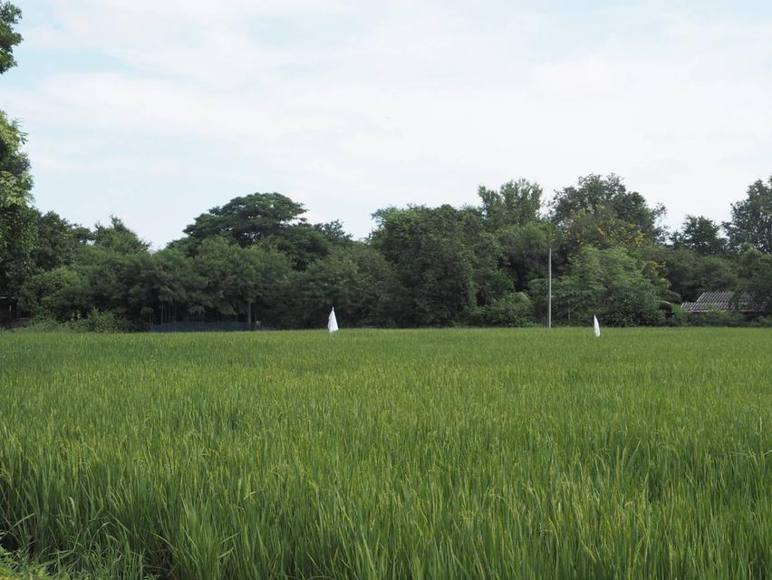 บ้านสวนพร้อมที่ดิน 6 ไร่เศษ มีรั้วลวดหนามโดยรอบที่ดิน  เพิ่มรั้วคอนกรีตเฉพาะรอบบ้านอีกชั้น ด้านหน้าที่เป็นคลองชลประทาน ที่ดินว่างเป็นนาข้าว มีไม้ยืนต้ 3