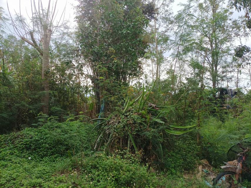 ขายบ้านพร้อมที่ดิน ต.ป่าป้อง อ.ดอยสะเก็ด จ.เชียงใหม่ 5