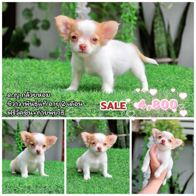 Chihuahua sizeเล็กจิ๋วพร้อมซน 7