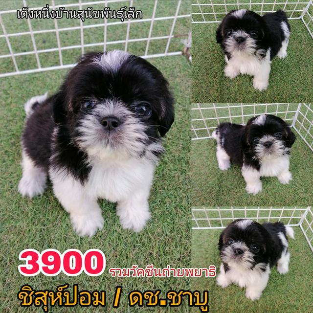 ชิสุห์ปอม สีขาวดำ ดญ.ชะเอม พร้อมย้าย อัพเดท 12/3/2026