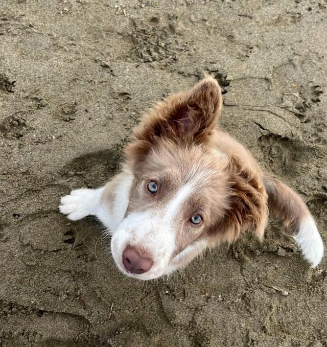 หาบ้านให้น้อง Border Collie พันธุ์แท้ 100% 3