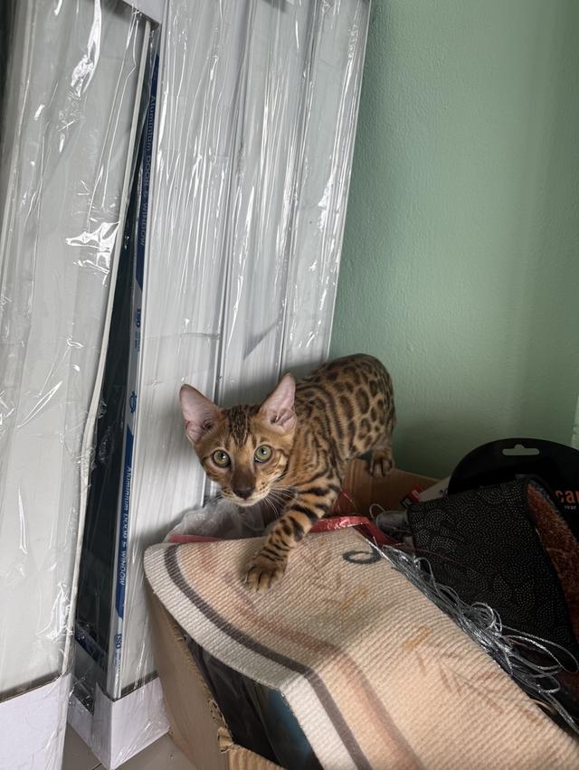 แมวเบงกอล ภูเก็ต Phuket Bengal Cat
