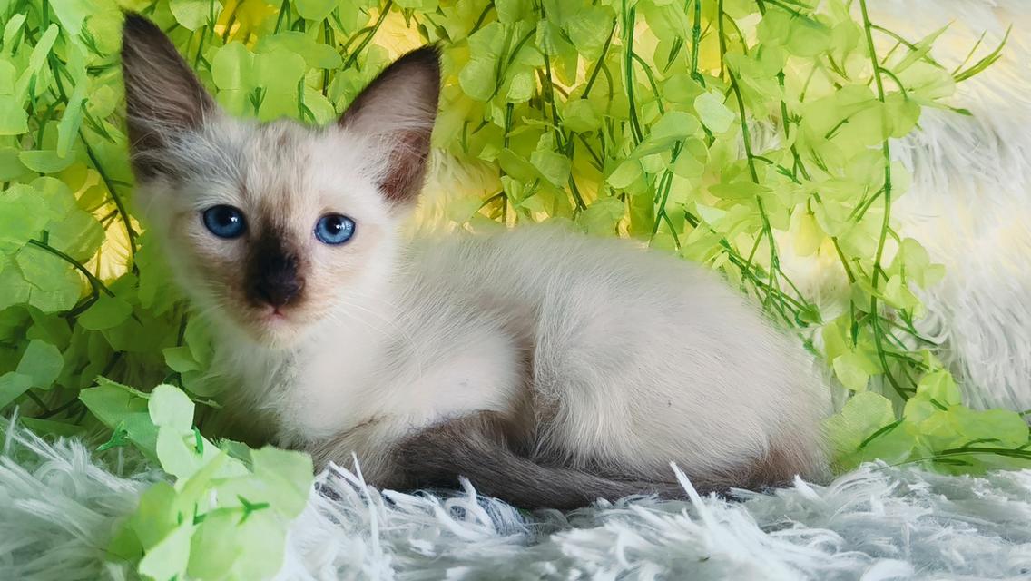 ขายลูกแมววิเชียรมาศชาย รูปย่อยที่ 3