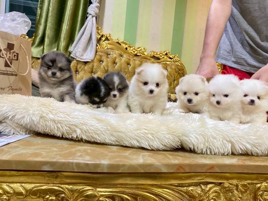 ลูกปอมแท้ อายุ2เดือน มีประกันสุขภาพ พร้อมส่ง