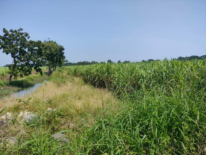 ที่ดินเปล่า 280 ไร่ เพื่อการเกษตร แปลงใหญ่ อ.โคกสำโรง จ.ลพบุรี  9