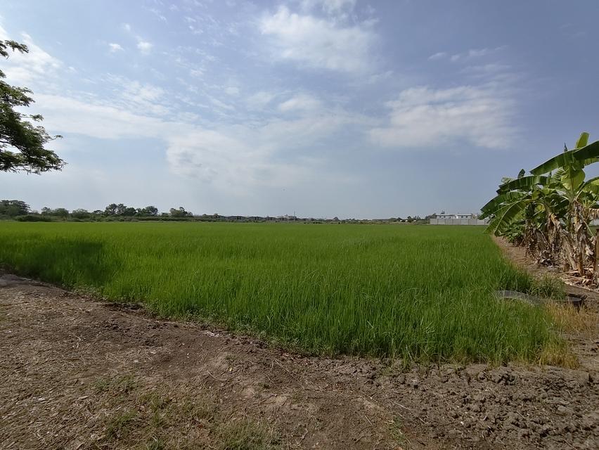 ที่ดิน ซ. เกาะเกรียง อ.เมือง จ. ปทุมธานี 8