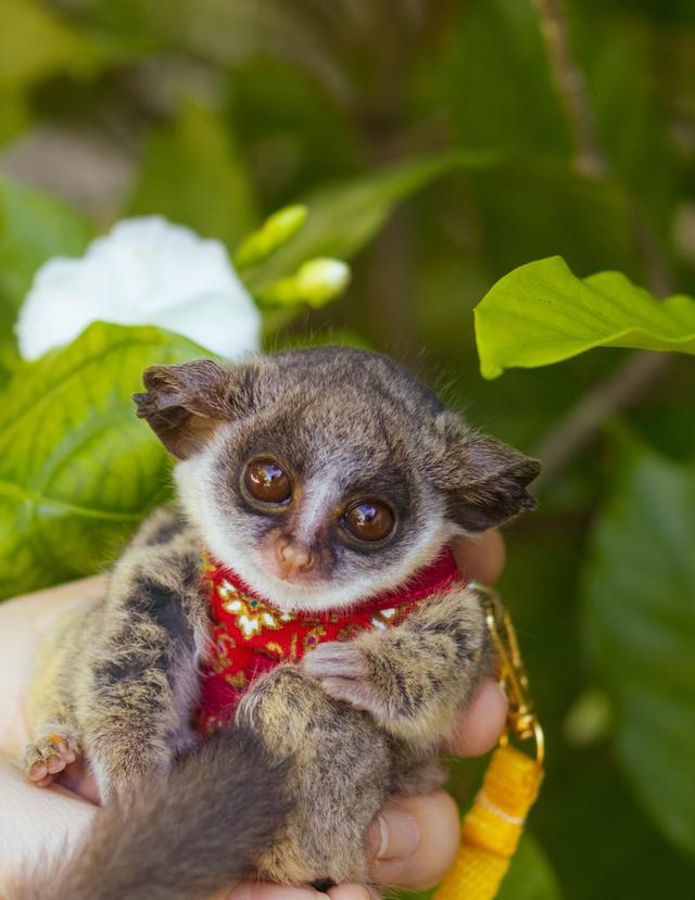 ลิง Bushbaby หลายช่วงวัย รูปที่ 4