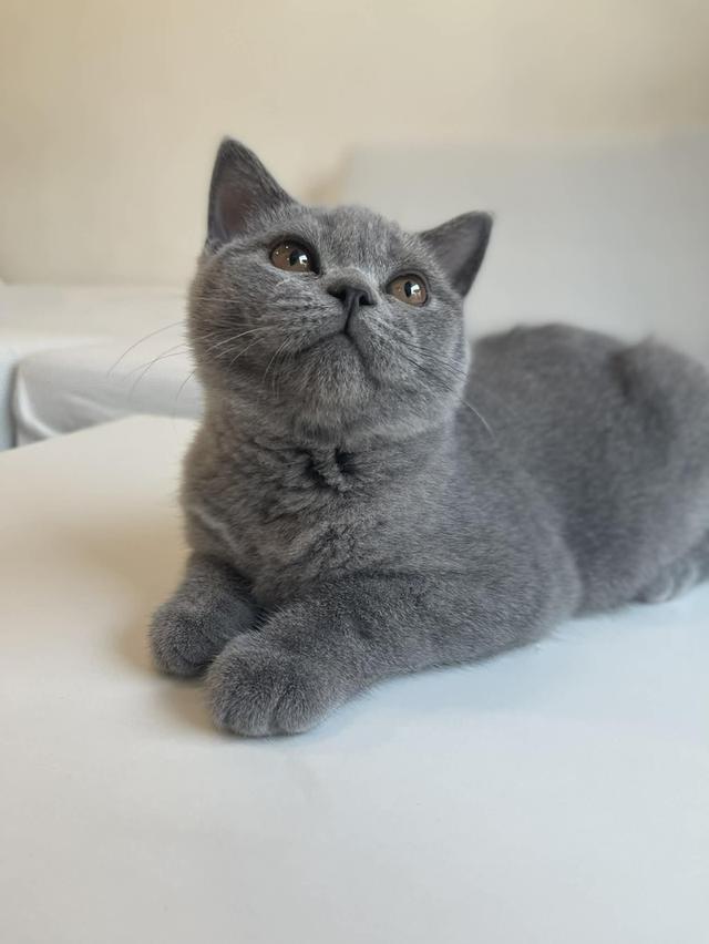 British Shorthair WCF ดช รูปที่ 8