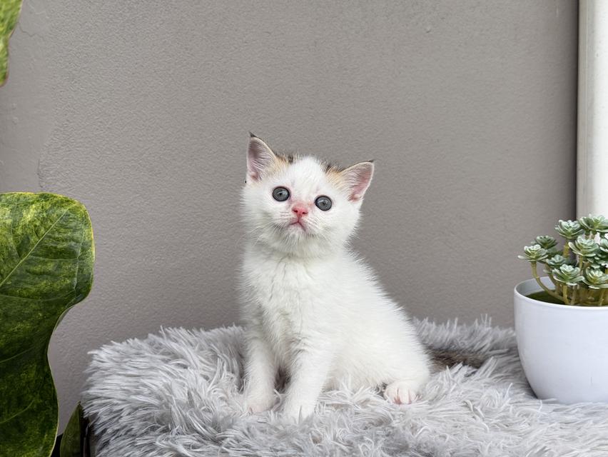 แมวสก๊อตติชโฟลด์ 8