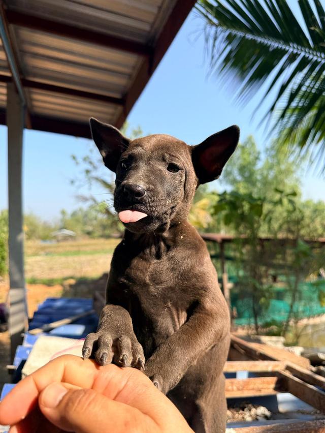 สุนัขไทยหลังอาน เลือด 100% รูปที่ 13