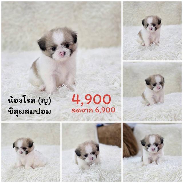 ปอมแท้ ชิสุผสมปอม ชิวาวาแท้ พิกัดรามอินทรา 6