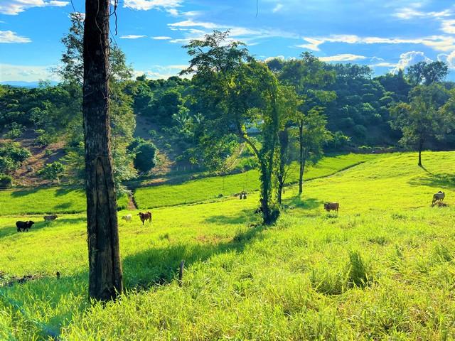 ขายที่ดินแปลงสวยบนดอยสูงสวยงาม ให้บรรยากาศท่ามกลางวิวภูเขาล้อมรอบ ที่ดินติดถนนสาธารณะประโยชน์ ถนนคอนกรีตถึงที่ดิน 5