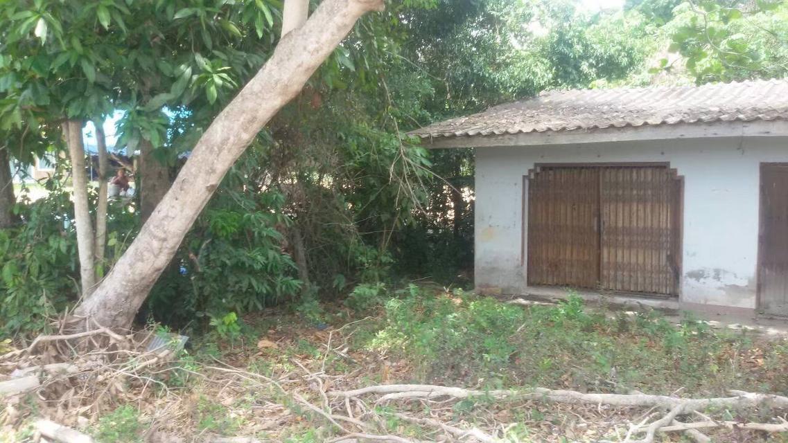 ขายที่ดินบ้าน ม.6 บ้านมะกรูด โคกโพธิ์ ปัตตานี 6
