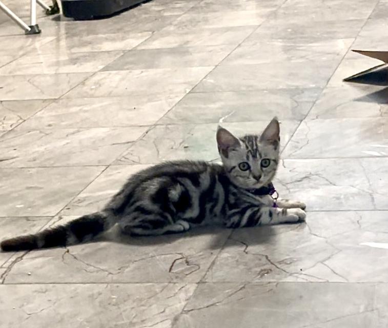 แมวอเมกันช็อตแฮร์