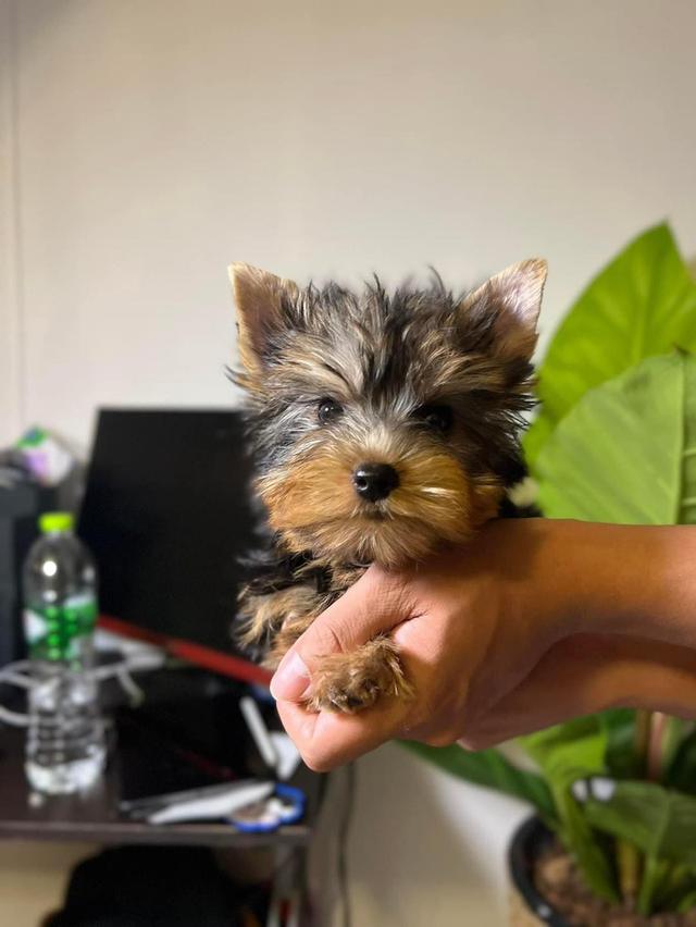 Yorkie Puppies WhatsApp me : +66 63 826 3042