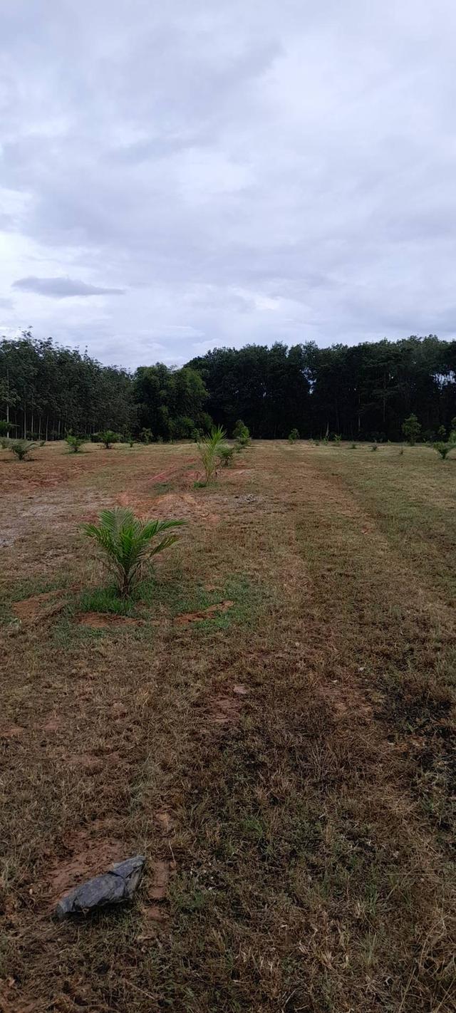 ขายที่ดินพร้อมสิ่งปลูกสร้าง 6