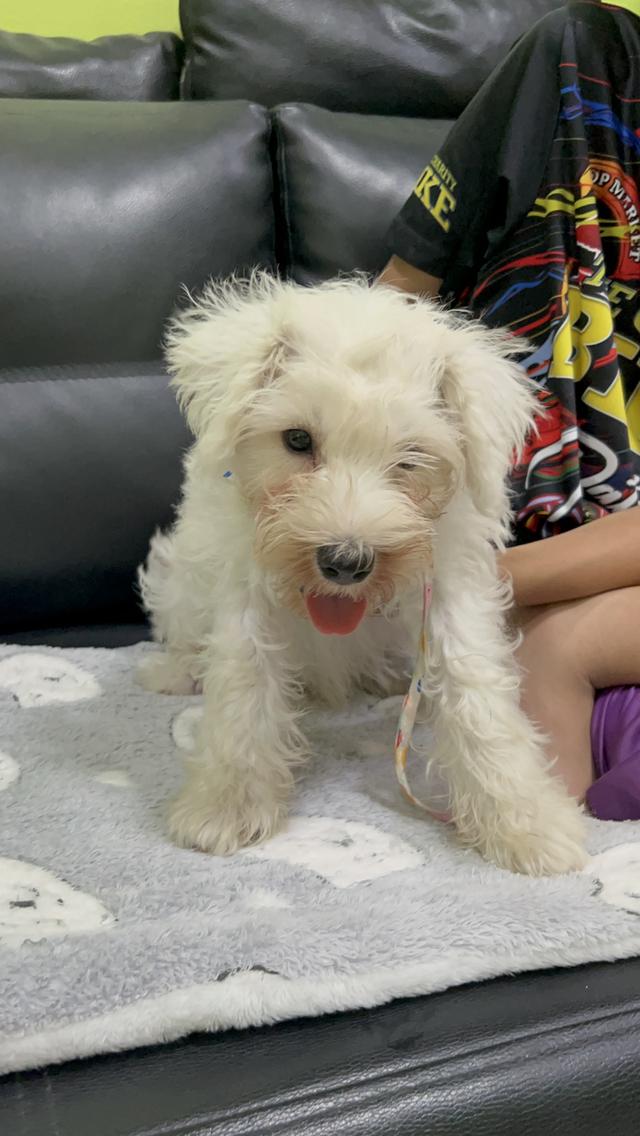 มินิชเนาเซอร์ สีขาว พันธุ์แท้ พ่อแม่มีใบเพ็ด 4