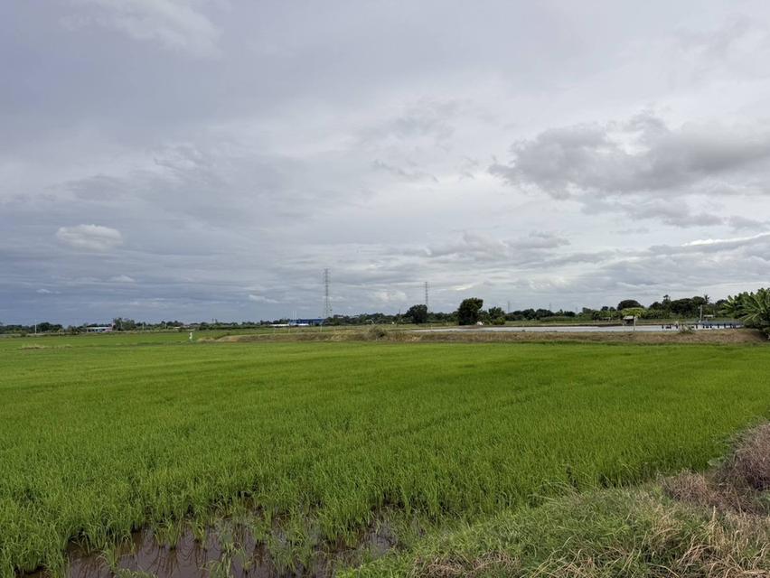 ขายที่ดินบางเตยแปดริ้ว 3 ไร่ ติดถนนคอนกรีต ใกล้ถนนวงแหวนเลี่ยงเมือง365-4กม. เมืองฉะเชิงเทรา 2