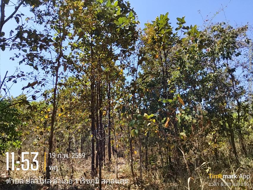 ด่วนขายที่ดิน13ไร่เศษฉโนดครุฑแดงโอนฟนีไม่มีค่าใช้จ่ายต่อรองราคาได้เจ้าของขายเอง 11