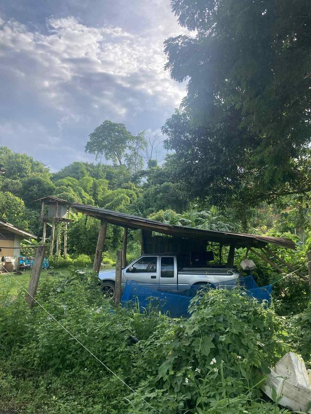 ขายบ้านพร้อมที่ดิน  เนื้อที่ 2ไร่ 2 งาน 74 ตรว ค่ะ 🏠 🏡บ้านห้วยไร่ อำเภอเด่นชัย จังหวัดแพร่ 5