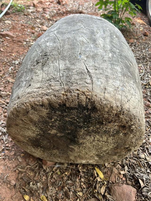 ครกไม้ตำข้าว ครกตำข้าวเปลือกสมัยโบราณ ครกตำข้าวโบราณ พร้อมสากไม้ รูปที่ 6