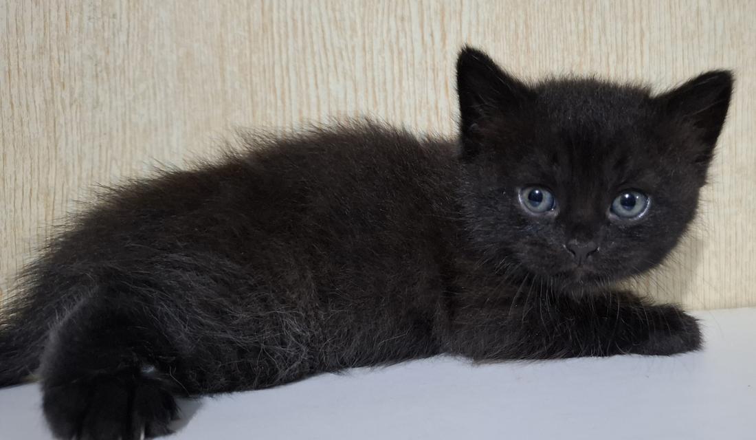 ลูกแมวสายพันธุ์บริติช 12