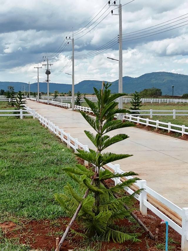 ขายที่ดินคลองม่วง เขาใหญ่ ปากช่อง 2 ไร่ วิวเขาสวยมาก น้ำไฟพร้อม เดินทางสะดวก ไม่เปลี่ยว ทางไป My ozone Movenpick ใกล้เส้น 2235 The paz น้ำไม่ท่วม 2