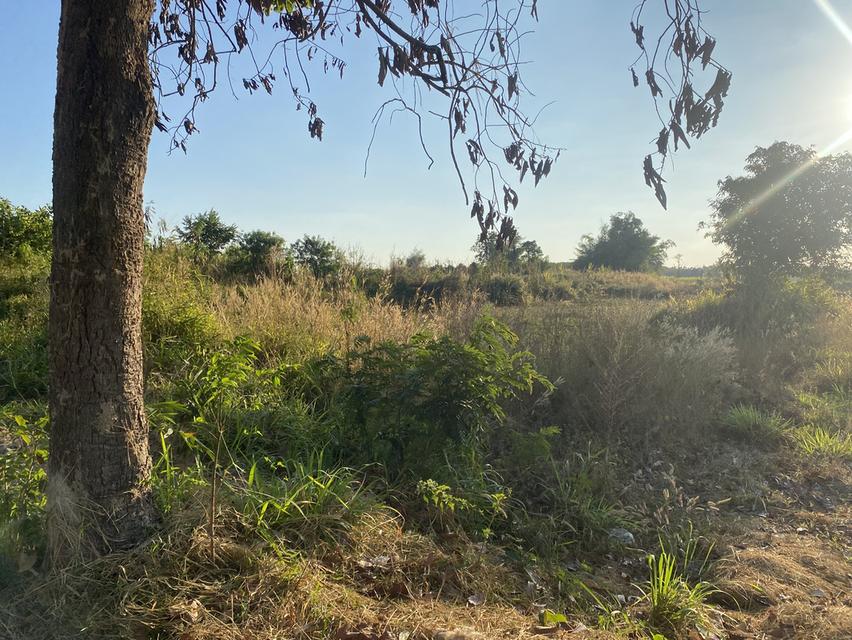 ที่ดิน11ไร่อยู่ถนน4เลนตัดใหม่กาฬสินธุ์-มุกดาหาร 13