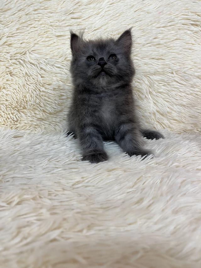 แมวเปอร์เซียสีบลู 🔥🔥🔥🔥