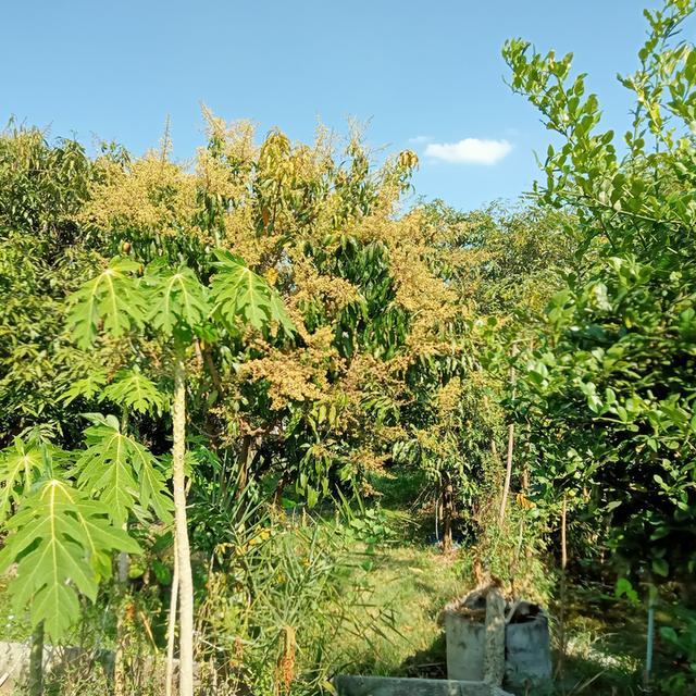 ที่ดินพร้อมสิ่งปลูกสร้างมีบ้านพักน้ำไฟพร้อมและมีสวนมะม่วงประมาณ40ต้นออกผลผลิตแล้วทุกปีสามารถทำกินทำขายได้ 5