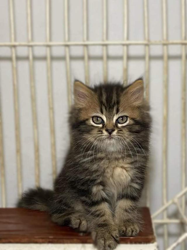 Scottish Fold Brown Tabby